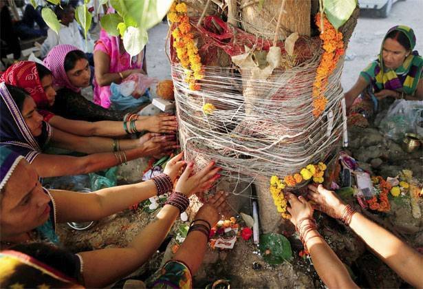 pipal tree pooja
